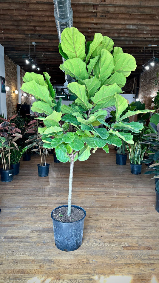 Fiddle Leaf Fig (Tree) - 14" Pot