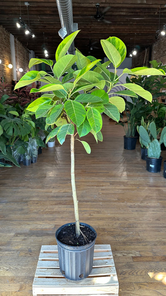 Ficus Altissima  - 8" Pot