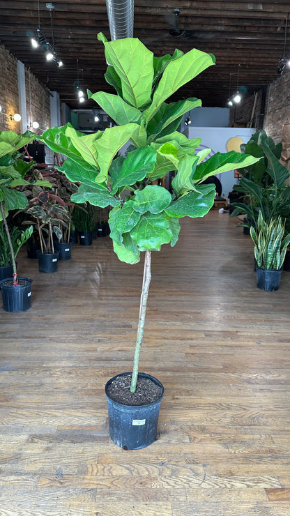 4 foot fiddle leaf fig tree Big Plants Chicago