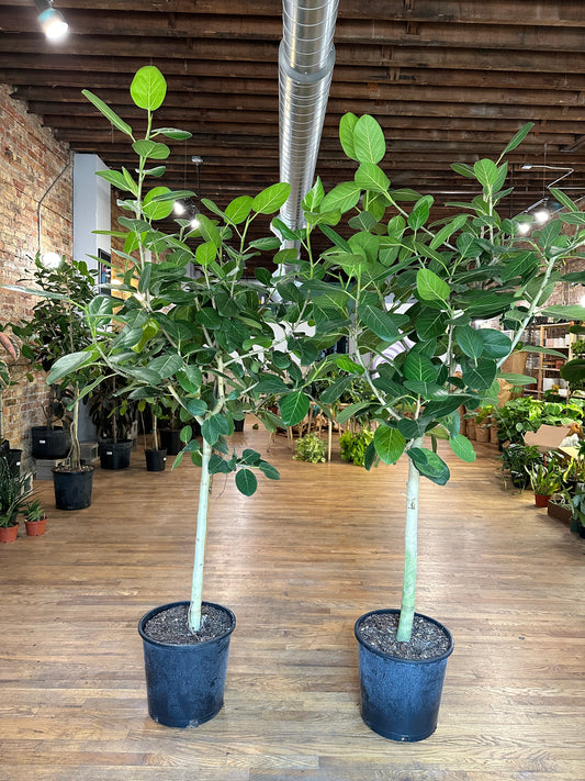 Ficus Audrey (Tree) - 14" Pot