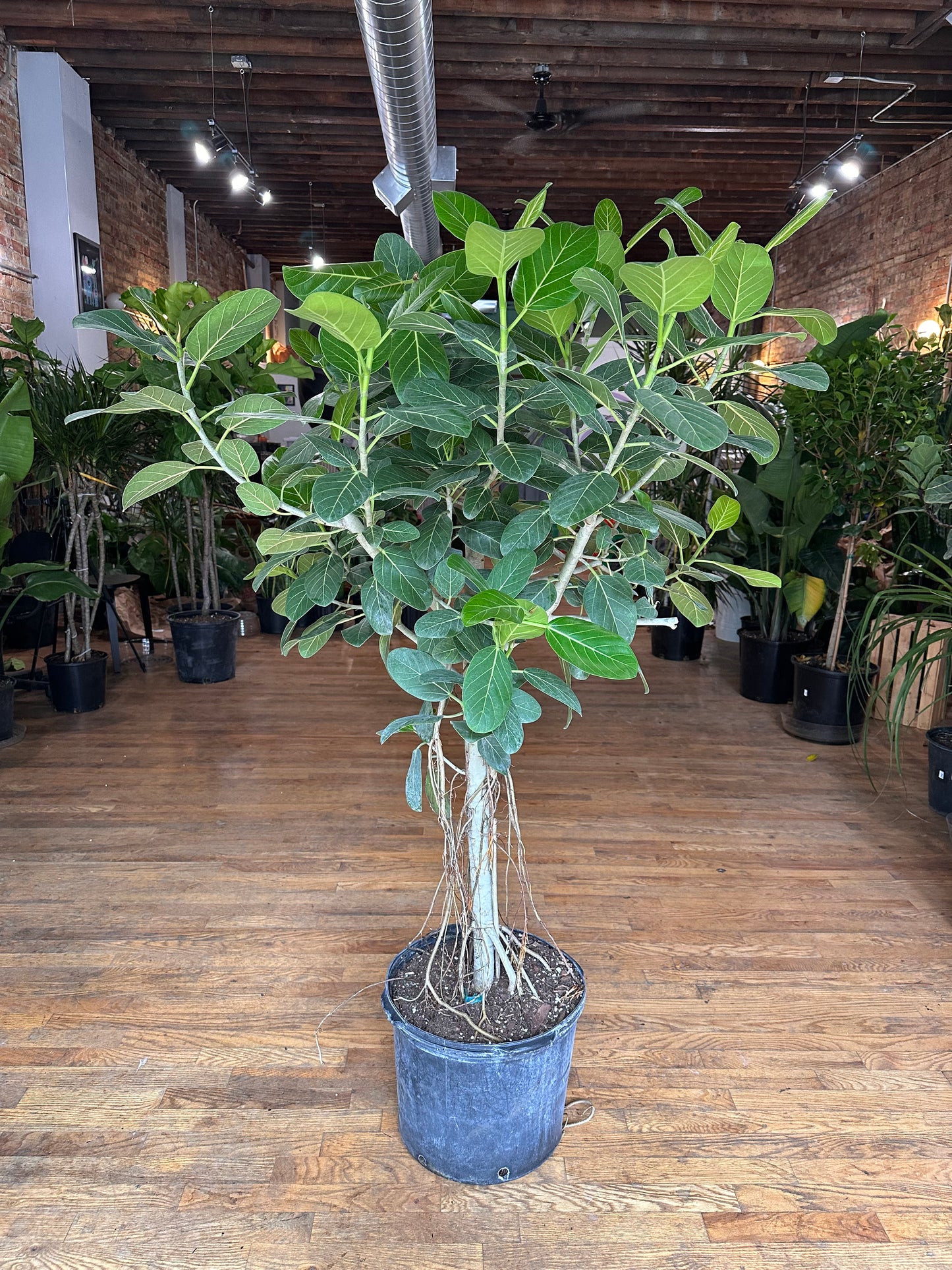 Ficus Audrey (Tree) - 14" Pot