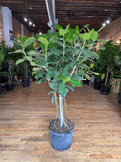 Ficus Audrey (Tree) - 14" Pot