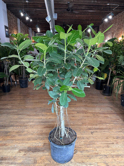 Ficus Audrey (Tree) - 14" Pot