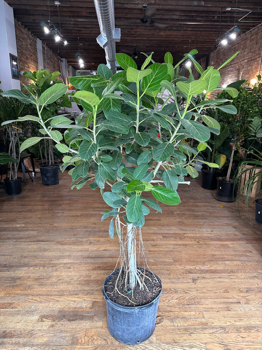 Ficus Audrey (Tree) - 14" Pot