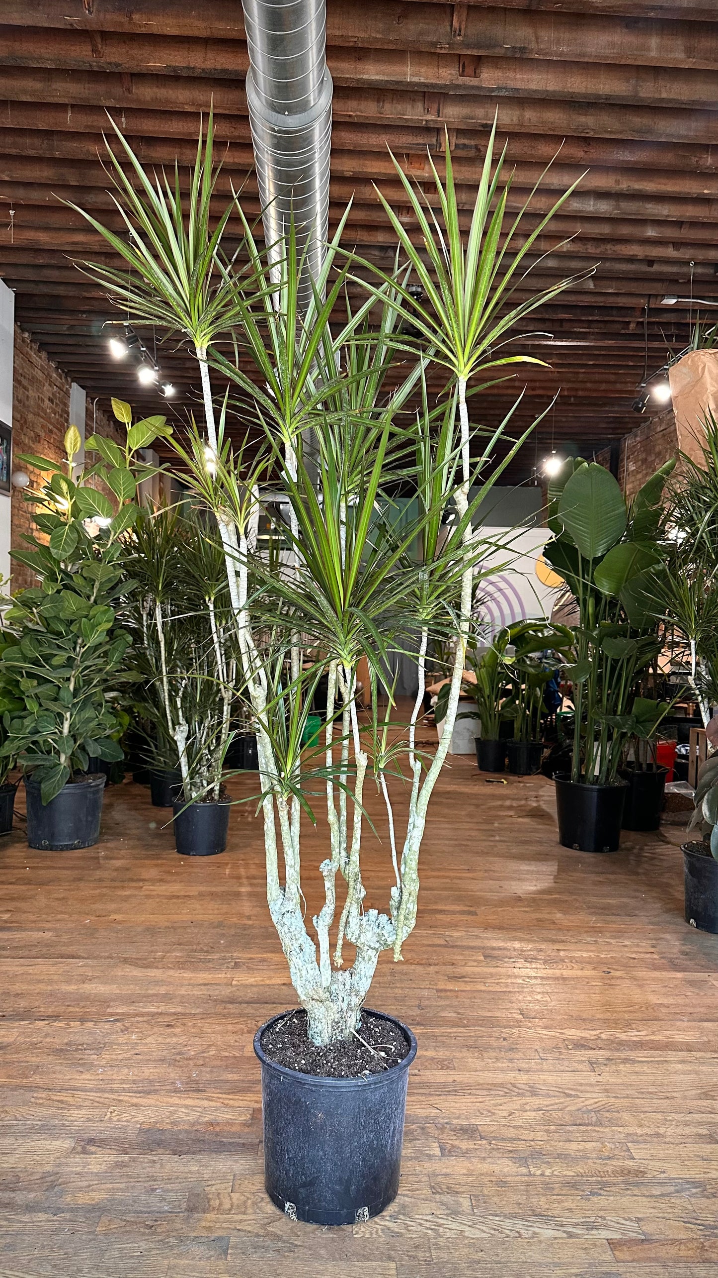 Dracaena Marginata "Character" - 12" Pot
