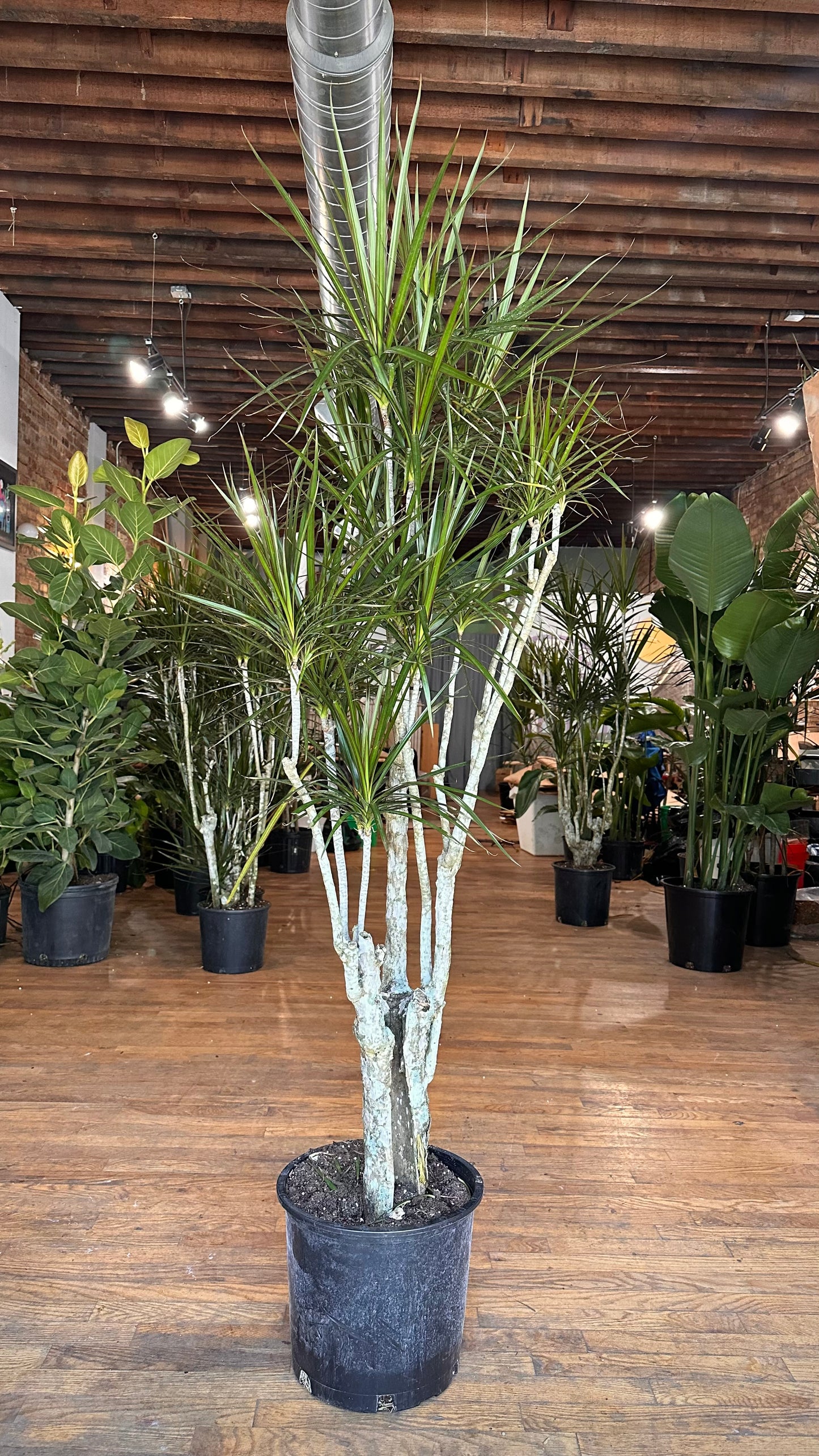 Dracaena Marginata "Character" - 12" Pot