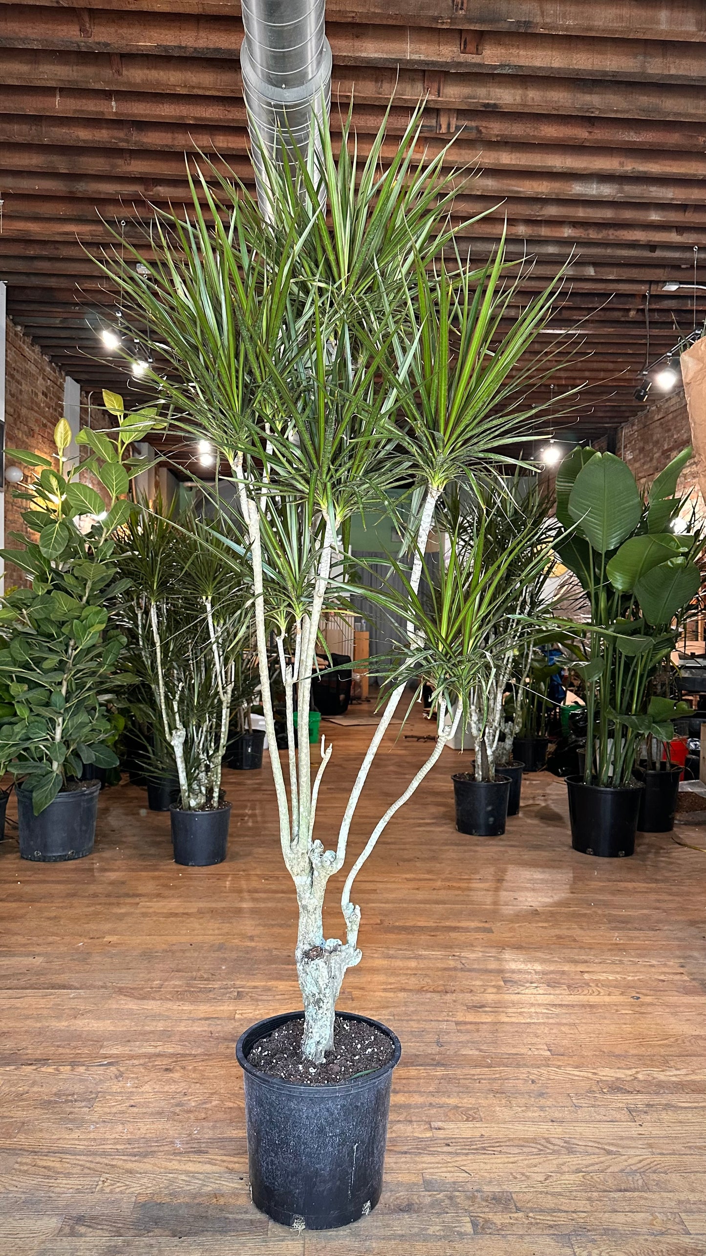 Dracaena Marginata "Character" - 12" Pot