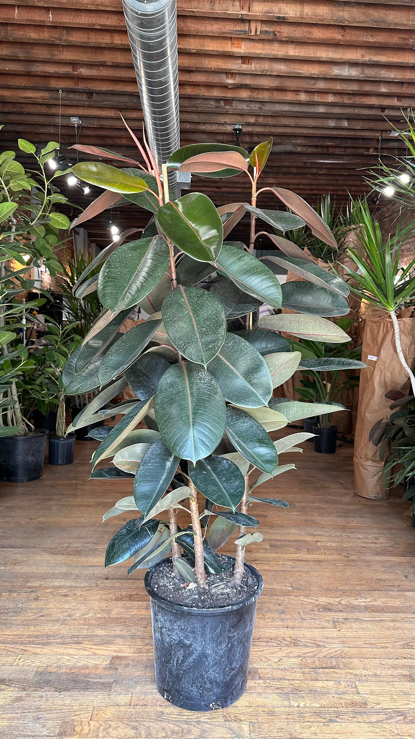 Ficus Burgundy (Rubber Plant) - 14" Pot
