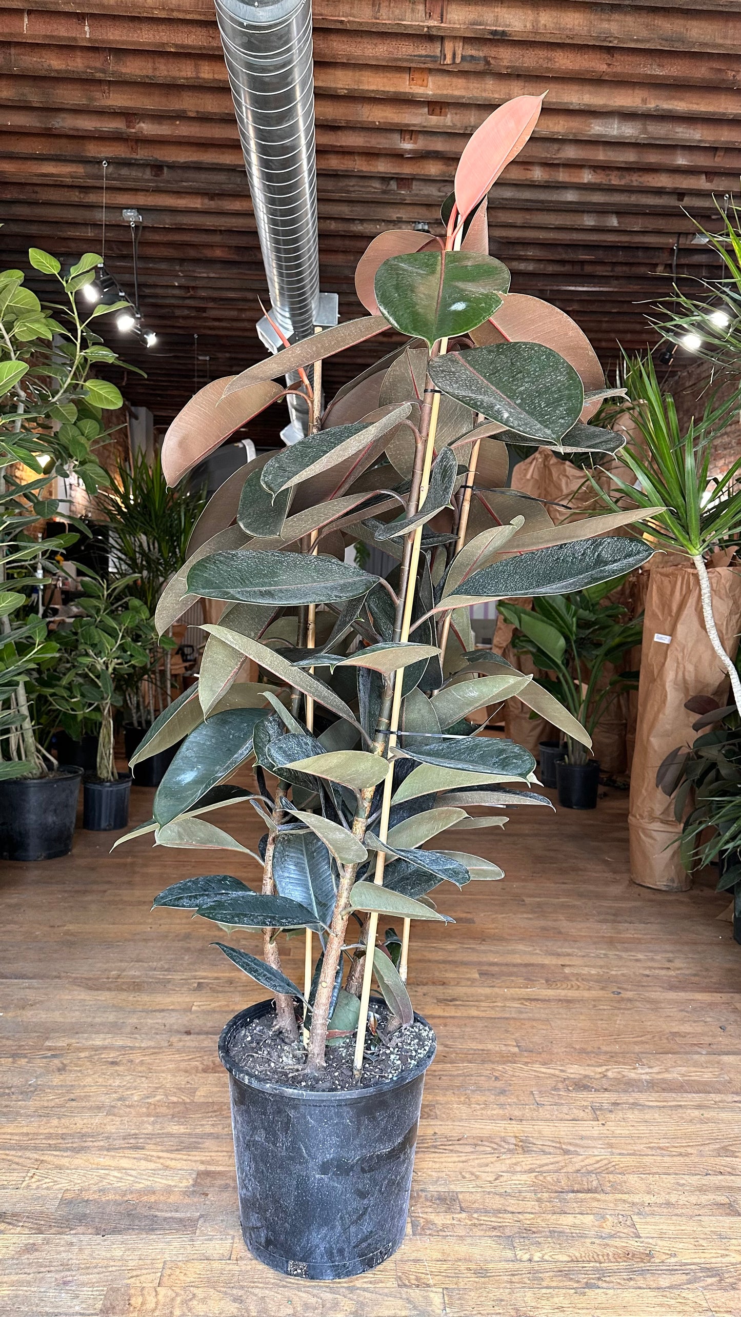 Ficus Burgundy (Rubber Plant) - 14" Pot
