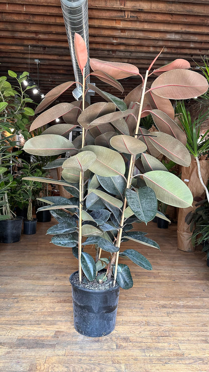 Ficus Burgundy (Rubber Plant) - 14" Pot