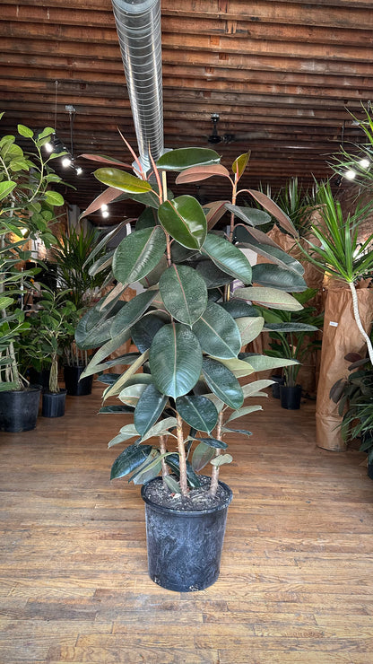 Ficus Burgundy (Rubber Plant) - 14" Pot