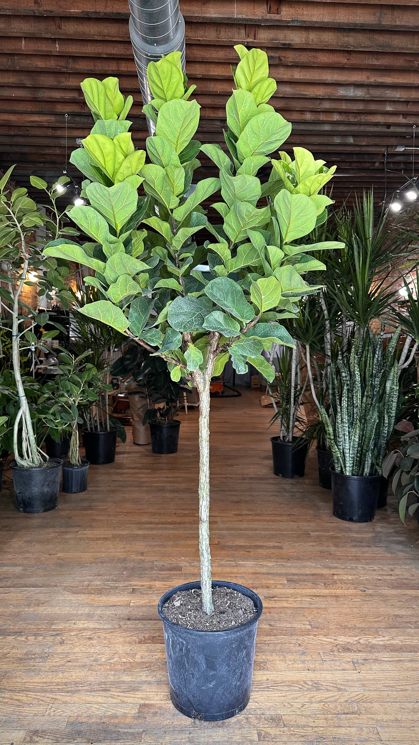 Ficus "Little Fiddle" - 14" Pot