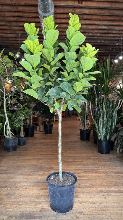 Ficus "Little Fiddle" - 14" Pot