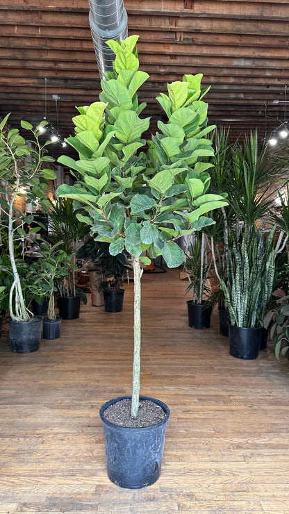 Ficus "Little Fiddle" - 14" Pot