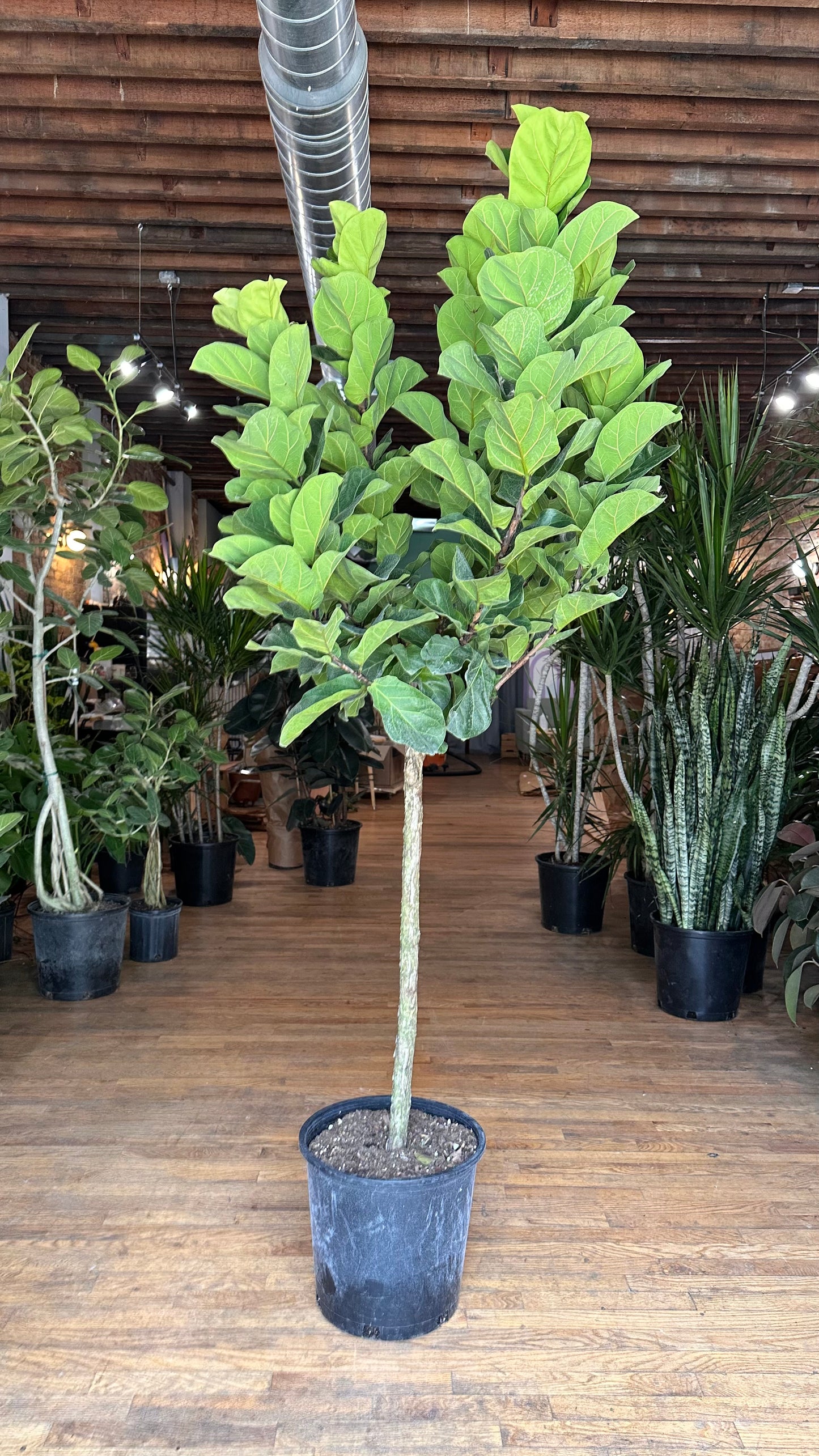 Ficus "Little Fiddle" - 14" Pot