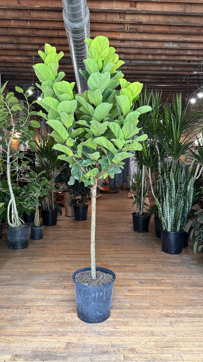 Ficus "Little Fiddle" - 14" Pot