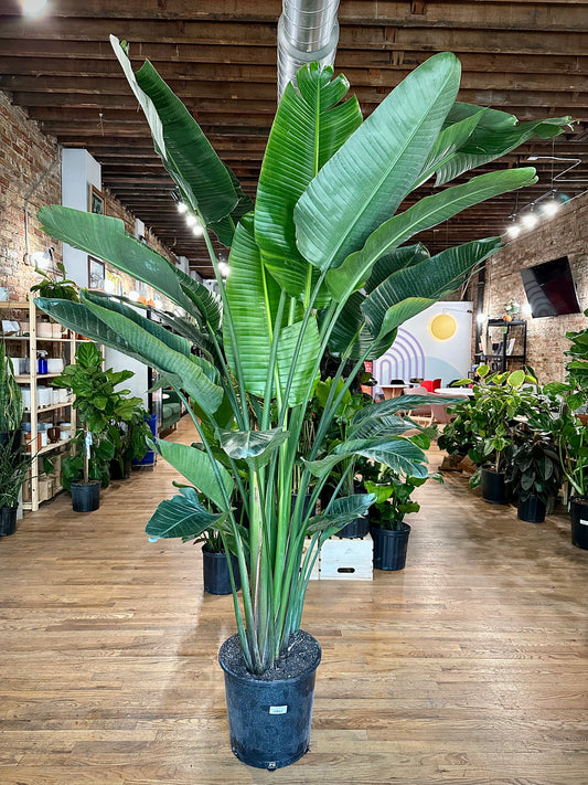 Bird of Paradise - 14" Pot