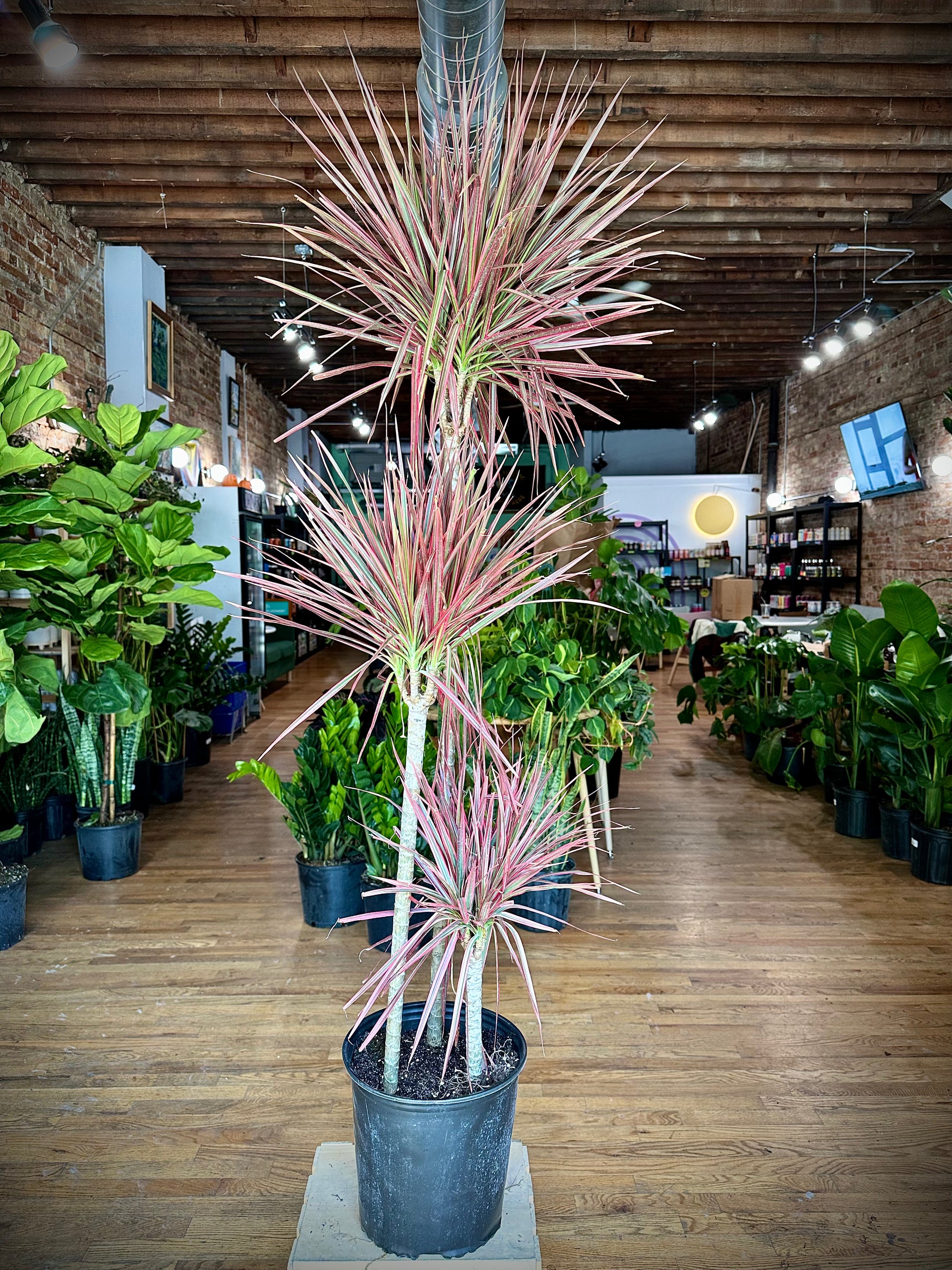 Big Plants Chicago