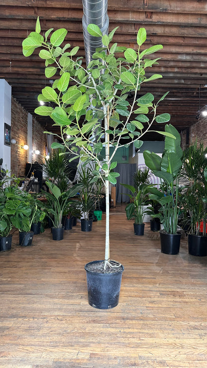 Ficus Audrey XL (Tree) - 14" Pot