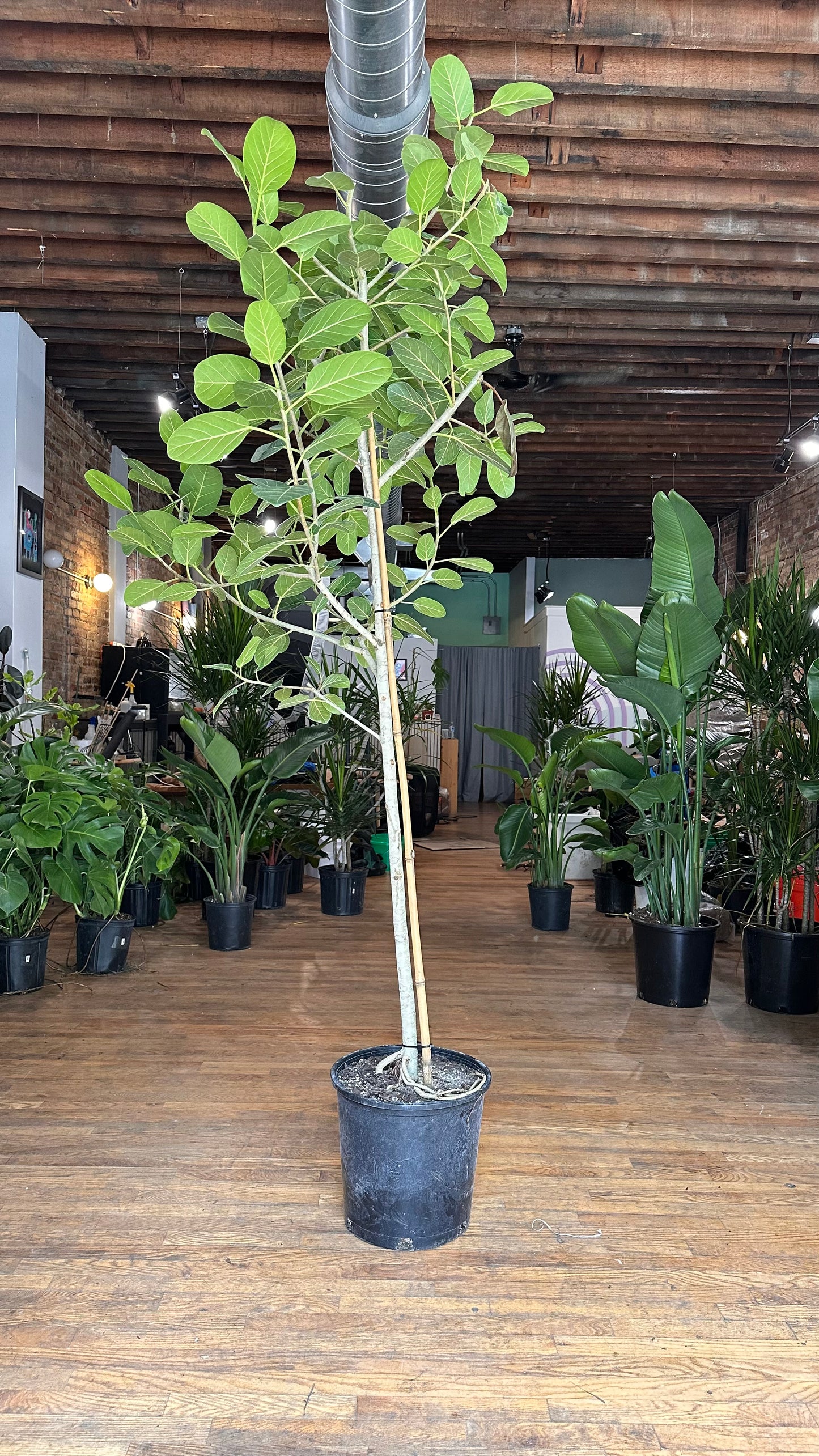Ficus Audrey XL (Tree) - 14" Pot