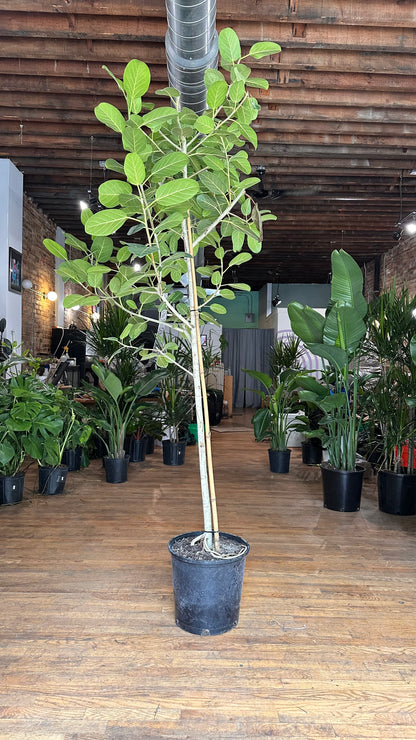 Ficus Audrey XL (Tree) - 14" Pot