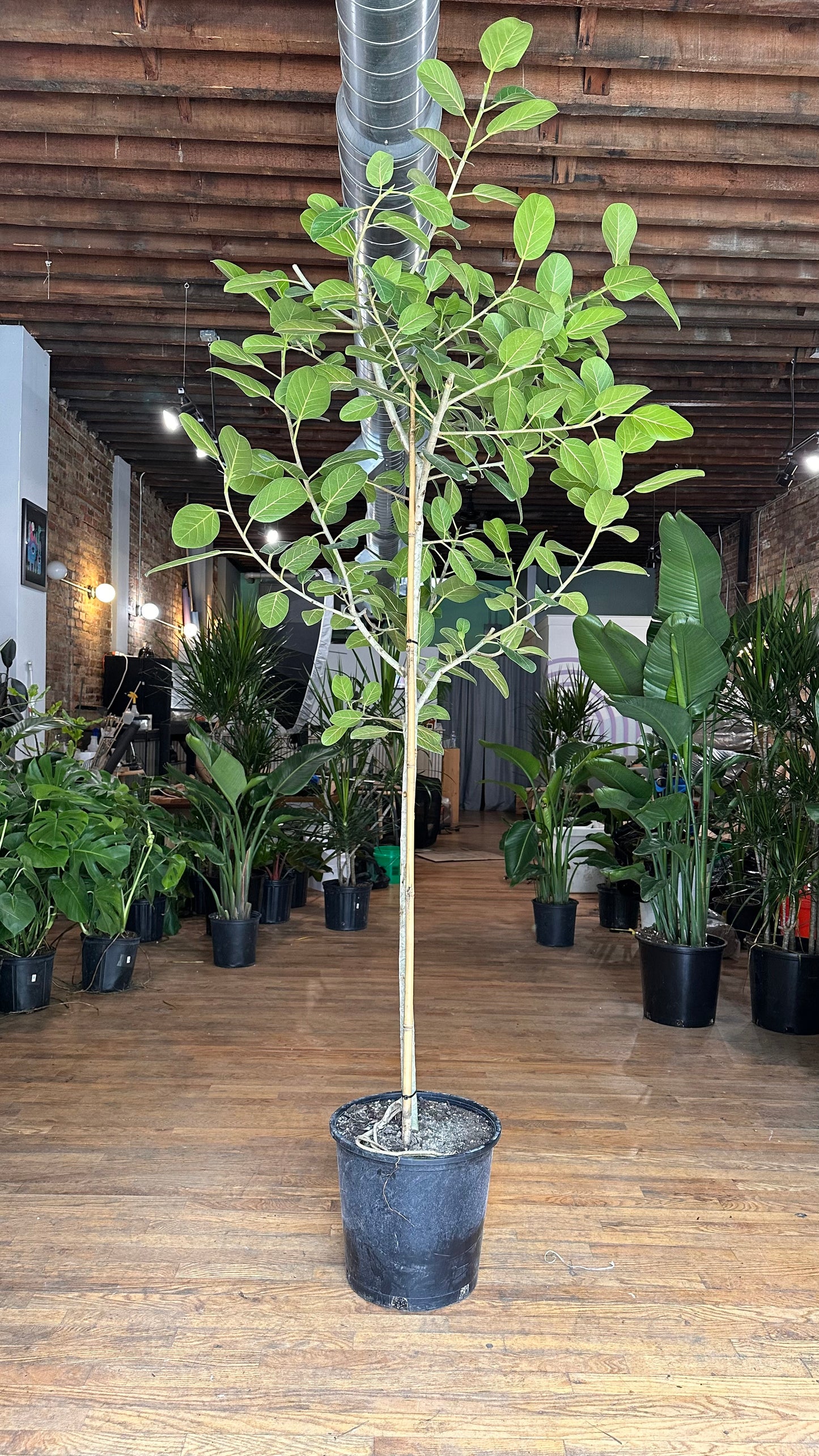 Ficus Audrey XL (Tree) - 14" Pot