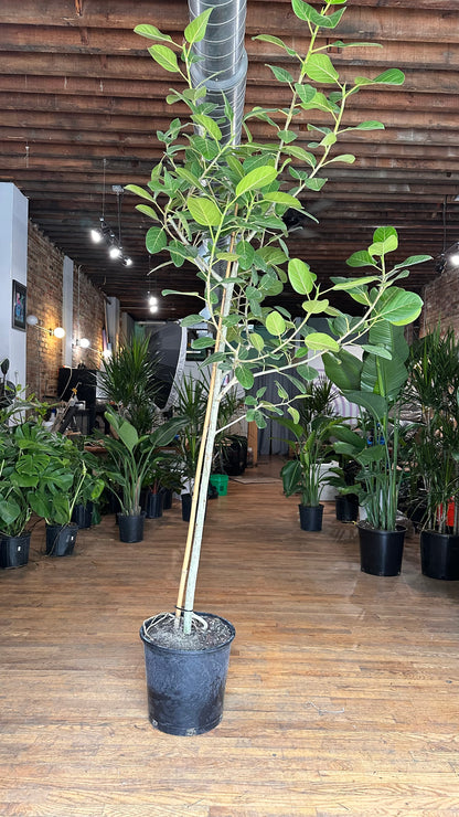 Ficus Audrey XL (Tree) - 14" Pot