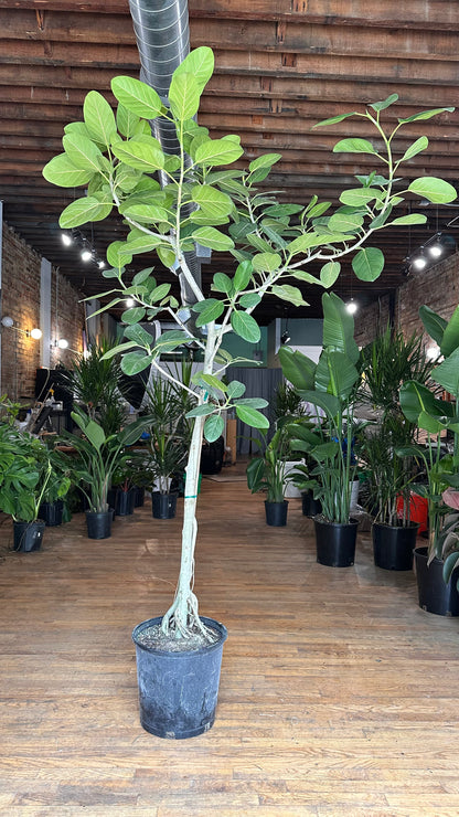 Ficus Audrey XL (Tree) - 14" Pot