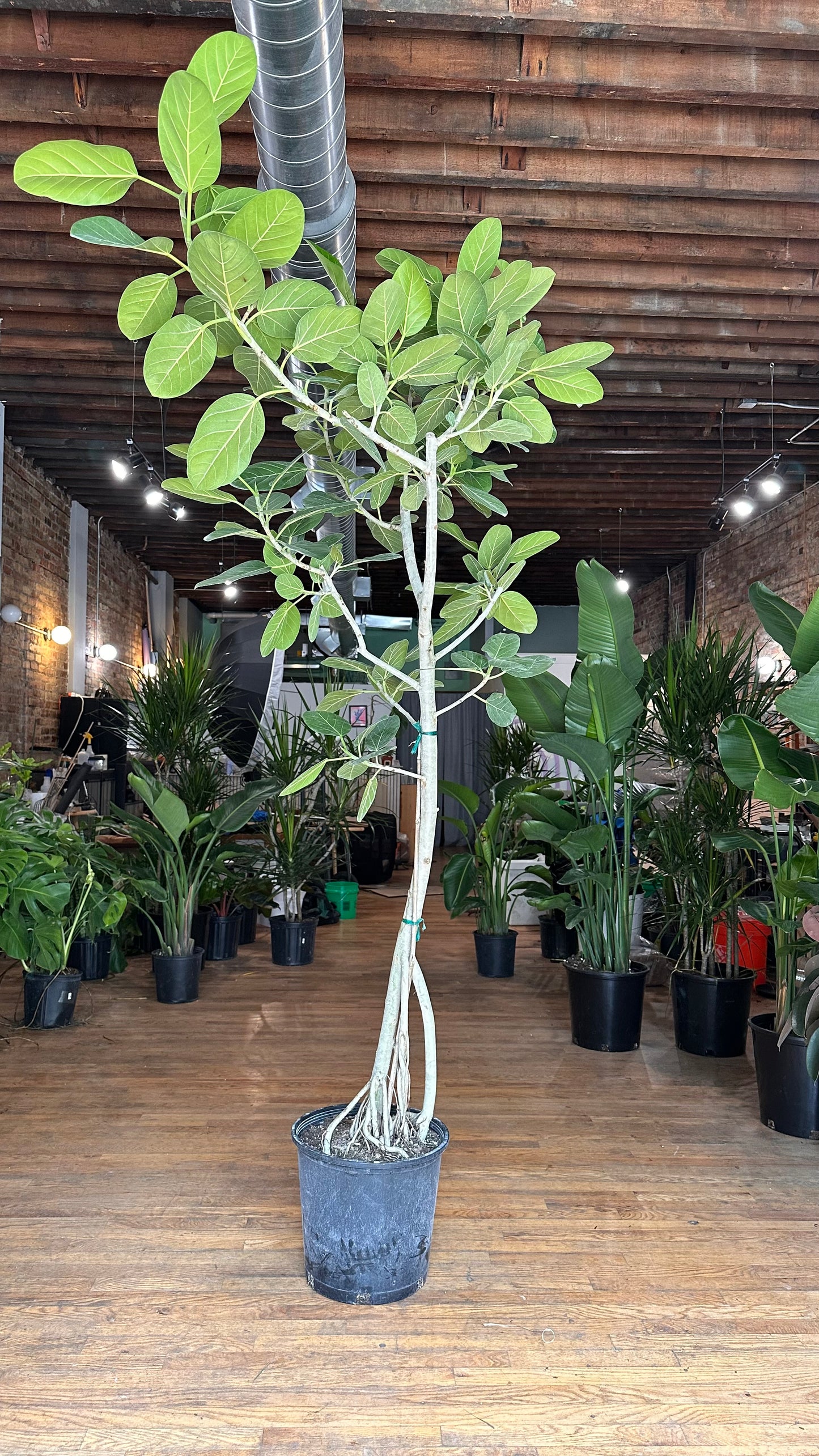 Ficus Audrey XL (Tree) - 14" Pot