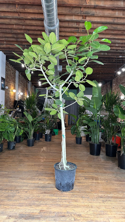 Ficus Audrey XL (Tree) - 14" Pot