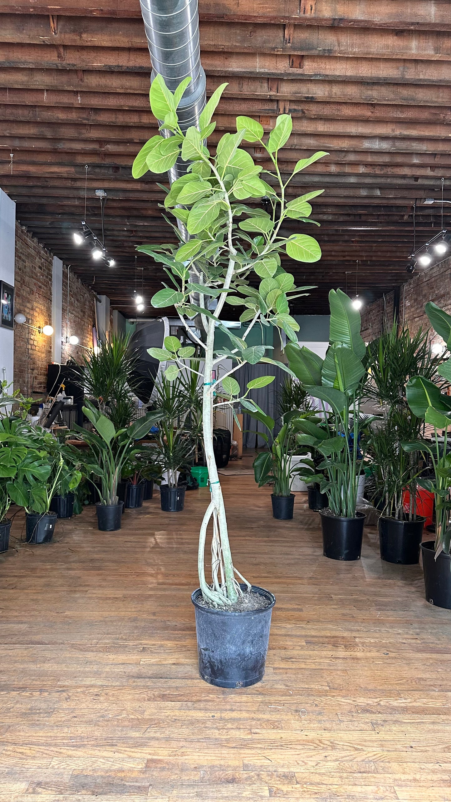 Ficus Audrey XL (Tree) - 14" Pot