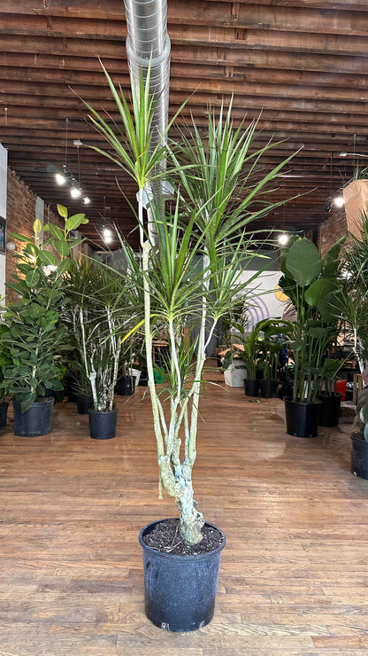 Dracaena Marginata "Character" - 12" Pot