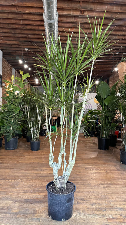 Dracaena Marginata "Character" - 12" Pot