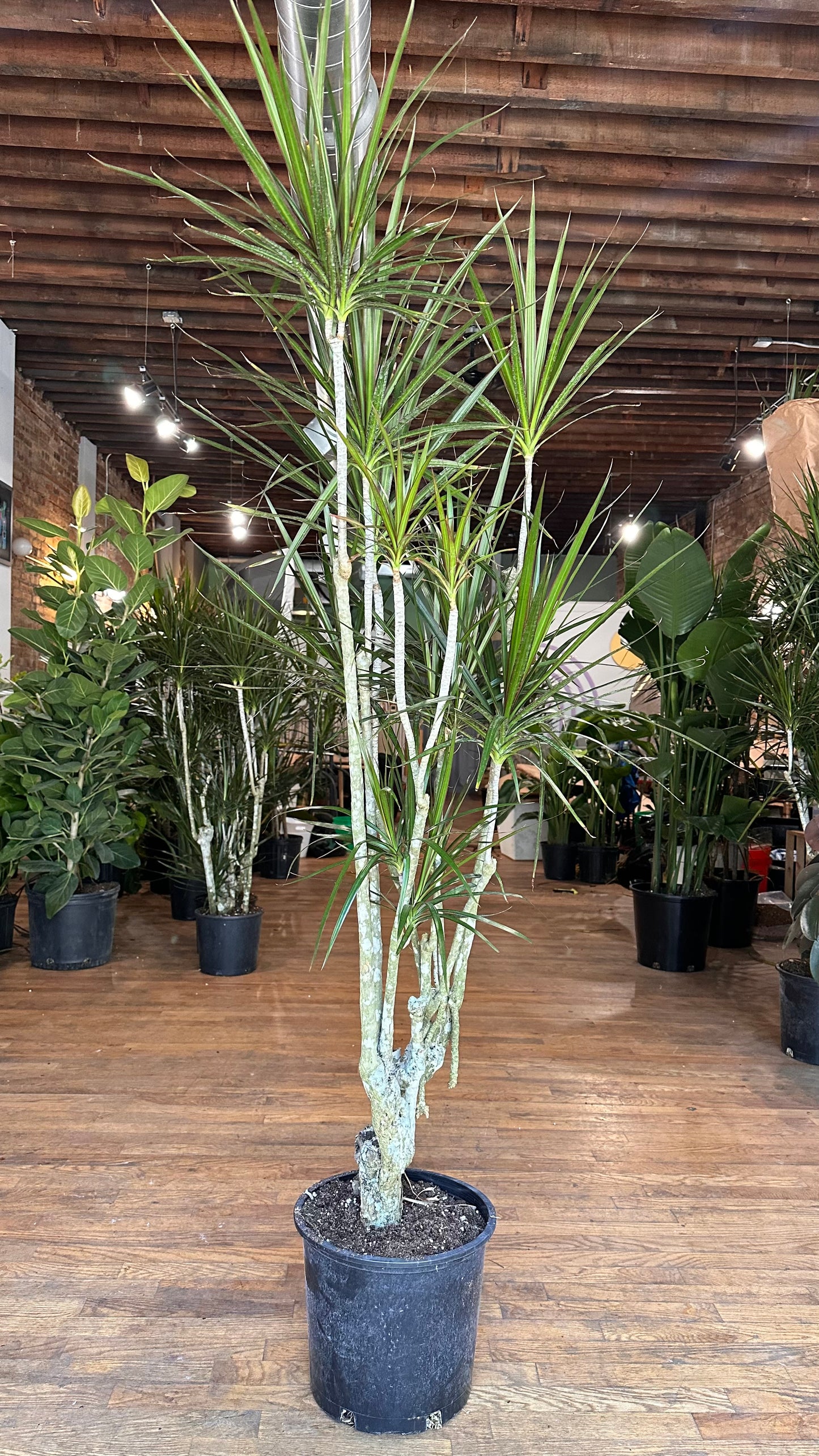 Dracaena Marginata "Character" - 12" Pot