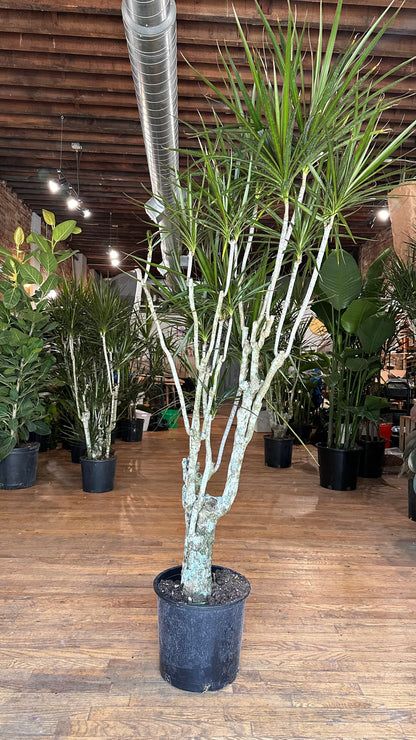 Dracaena Marginata "Character" - 12" Pot