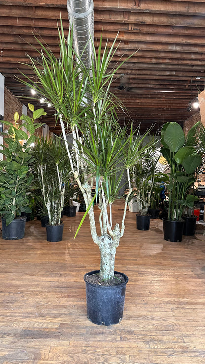 Dracaena Marginata "Character" - 12" Pot
