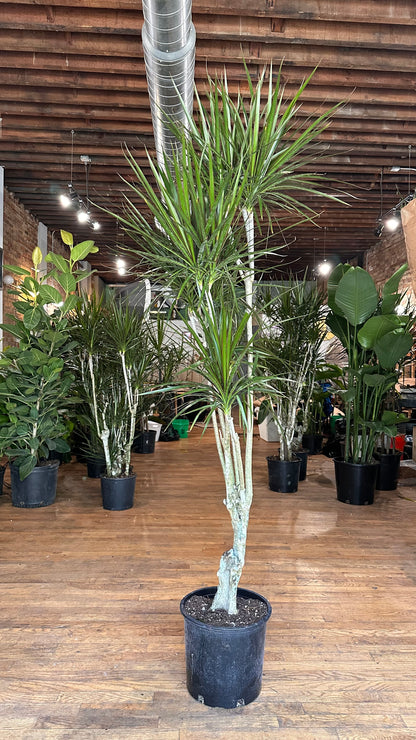 Dracaena Marginata "Character" - 12" Pot