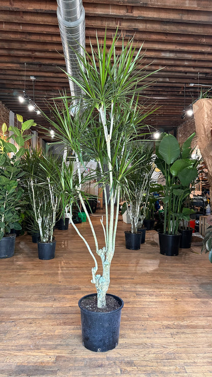 Dracaena Marginata "Character" - 12" Pot