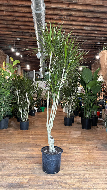 Dracaena Marginata "Character" - 12" Pot