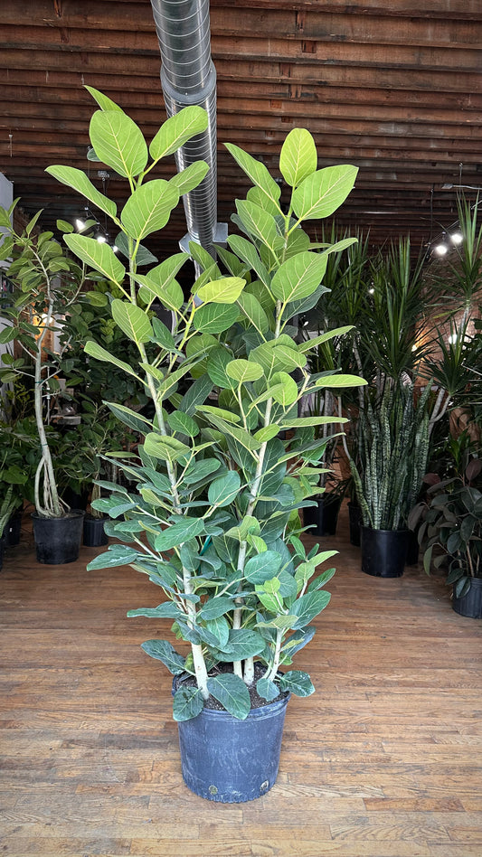 Ficus Audrey XL (Bush) - 14" Pot
