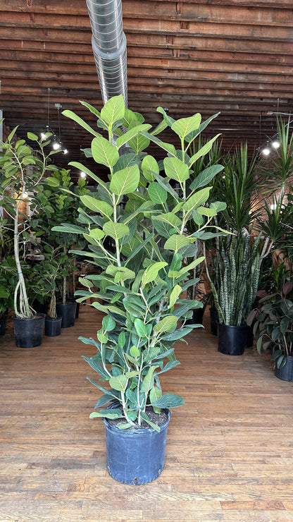 Ficus Audrey XL (Bush) - 14" Pot
