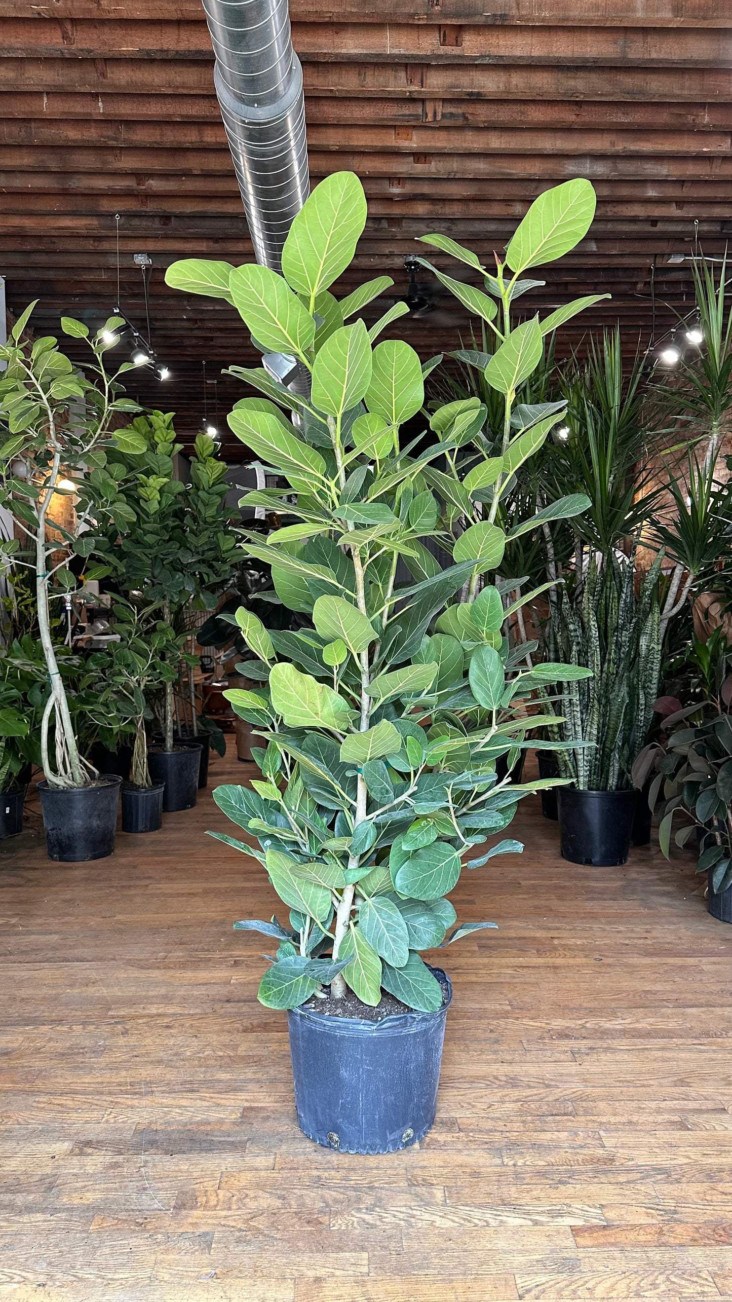 Ficus Audrey XL (Bush) - 14" Pot
