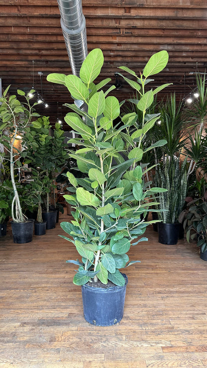 Ficus Audrey XL (Bush) - 14" Pot