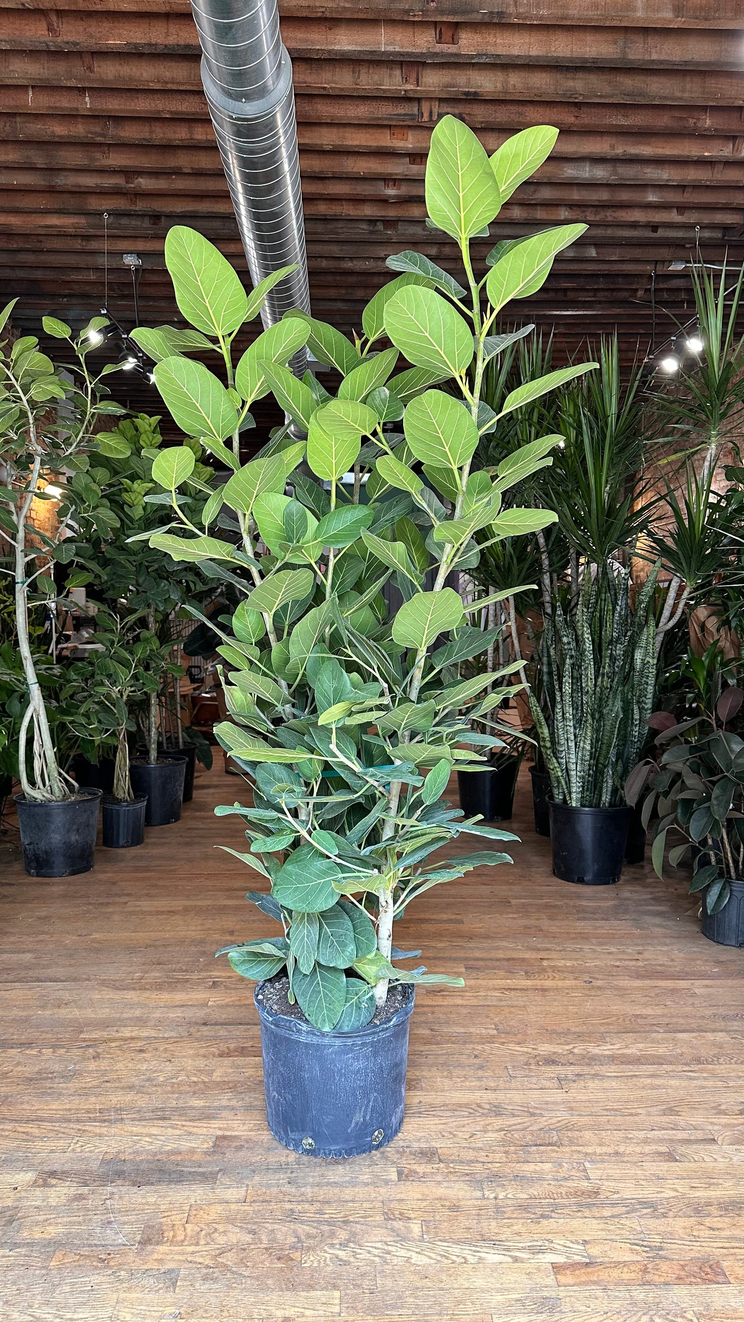 Ficus Audrey XL (Bush) - 14" Pot