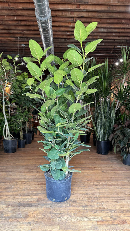 Ficus Audrey XL (Bush) - 14" Pot