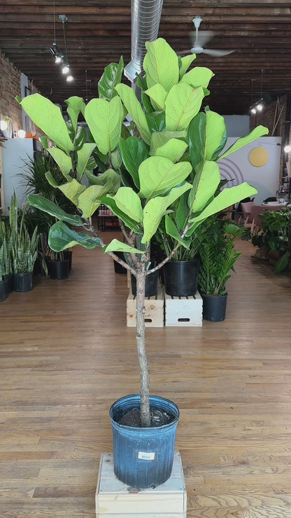 Fiddle Leaf Fig (Tree) - 10" Pot - 4FT Tall