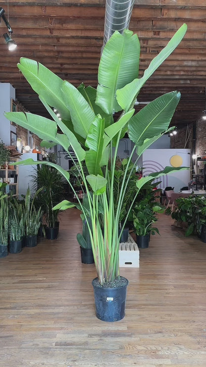 Bird of Paradise - 14" Pot