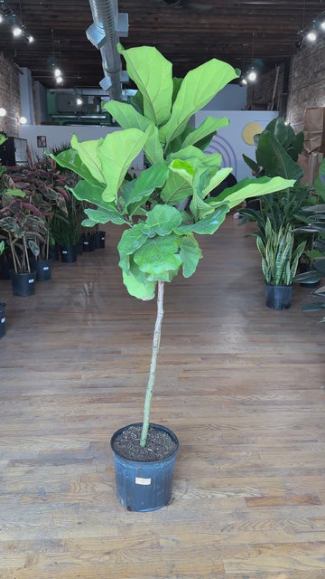 fiddle leaf fig tree chicago Big Plants Chicago