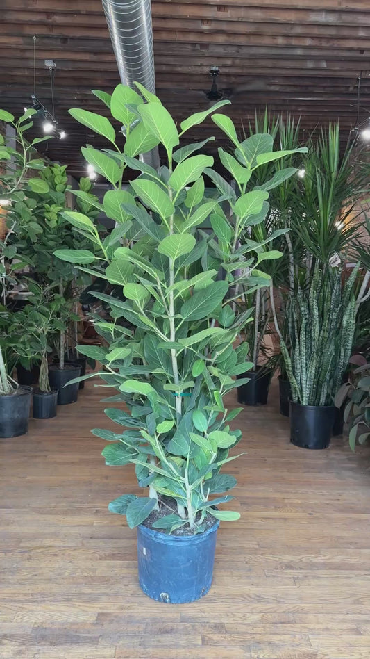 Ficus Audrey XL (Bush) - 14" Pot