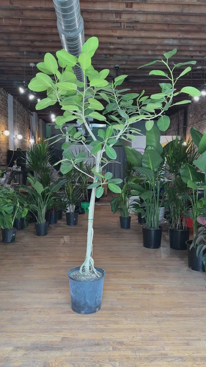 Ficus Audrey XL (Tree) - 14" Pot